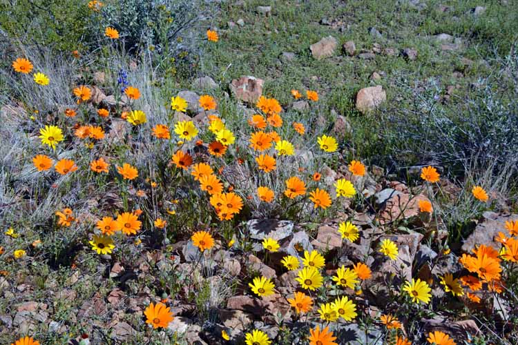 wildflowers